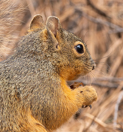 Mexican Fox Squirrels (Chiricahua Squirrel, Apache Squirrel, Nayarit Squirrel) Sciurus nayaritensisf