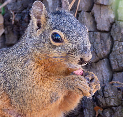Mexican Fox Squirrels (Chiricahua Squirrel, Apache Squirrel, Nayarit Squirrel) Sciurus nayaritensisf