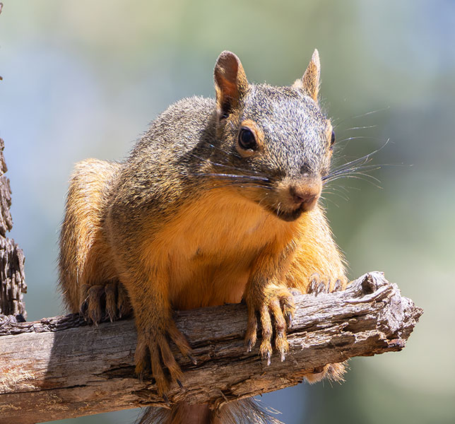 Mexican Fox Squirrels (Chiricahua Squirrel, Apache Squirrel, Nayarit Squirrel) Sciurus nayaritensisf