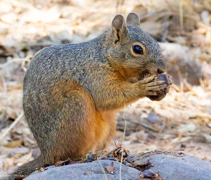 Mexican Fox Squirrels (Chiricahua Squirrel, Apache Squirrel, Nayarit Squirrel) Sciurus nayaritensisf