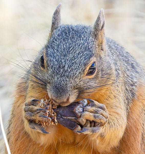 Mexican Fox Squirrels (Chiricahua Squirrel, Apache Squirrel, Nayarit Squirrel) Sciurus nayaritensisf