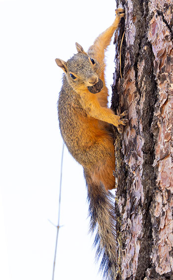 Mexican Fox Squirrels (Chiricahua Squirrel, Apache Squirrel, Nayarit Squirrel) Sciurus nayaritensisf