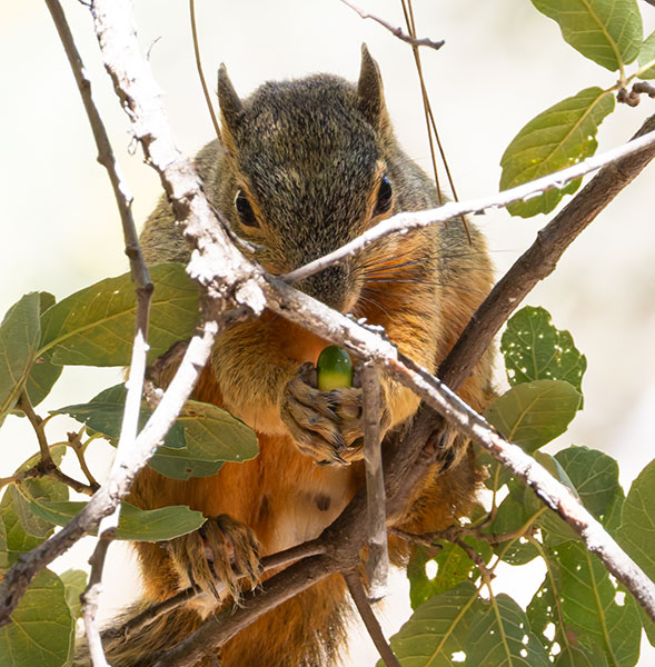 Mexican Fox Squirrels (Chiricahua Squirrel, Apache Squirrel, Nayarit Squirrel) Sciurus nayaritensisf