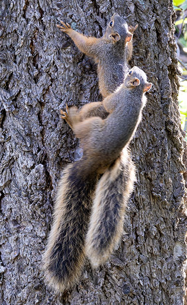 Mexican Fox Squirrels (Chiricahua Squirrel, Apache Squirrel, Nayarit Squirrel) Sciurus nayaritensisf