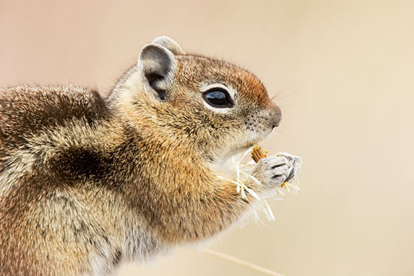 Golden-mantled Ground Squirrel Spermophilus lateralis