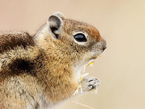 Golden-mantled Ground Squirrel Spermophilus lateralis