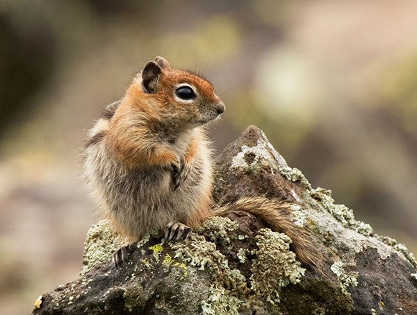Golden-mantled Ground Squirrel Spermophilus lateralis sitting on rock