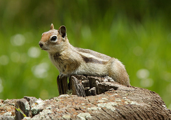 Golden-mantled Ground Squirrel Spermophilus lateralis sitting on log