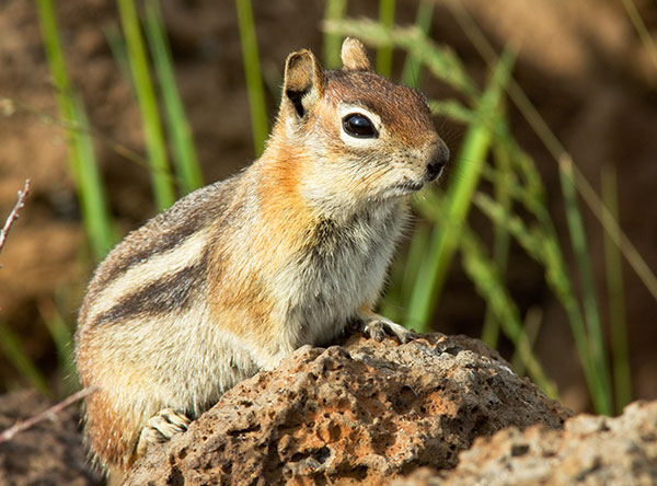 Golden-mantled Ground Squirrel Spermophilus lateralis sitting on log