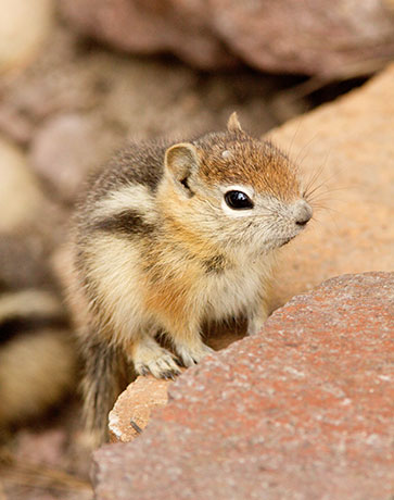 Golden-mantled Ground Squirrel Spermophilus lateralis 