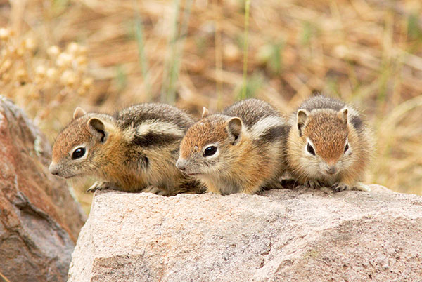 Golden-mantled Ground Squirrel Spermophilus lateralis 