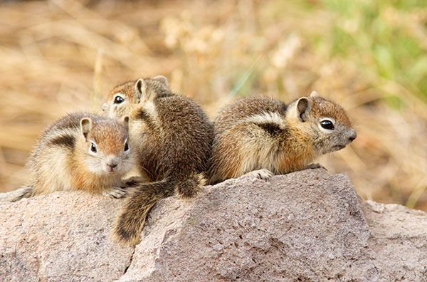 Golden-mantled Ground Squirrel Spermophilus lateralis 