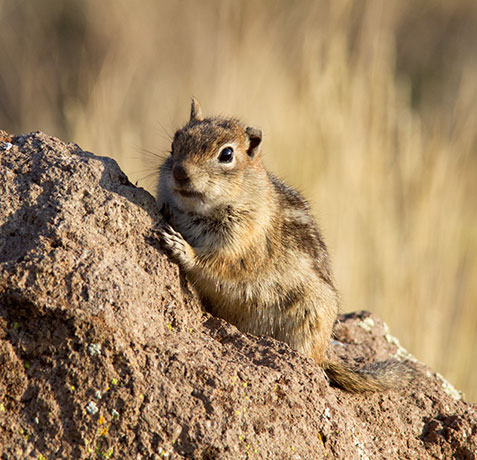 Golden-mantled Ground Squirrel Spermophilus lateralis 