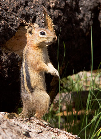 Golden-mantled Ground Squirrel Spermophilus lateralis 