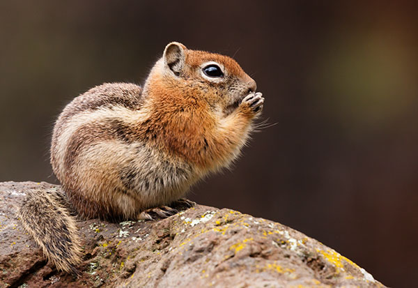 Golden-mantled Ground Squirrel Spermophilus lateralis 