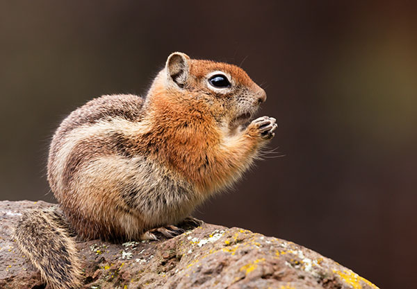 Golden-mantled Ground Squirrel Spermophilus lateralis 