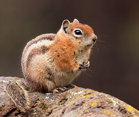 Golden-mantled Ground Squirrel Spermophilus lateralis 