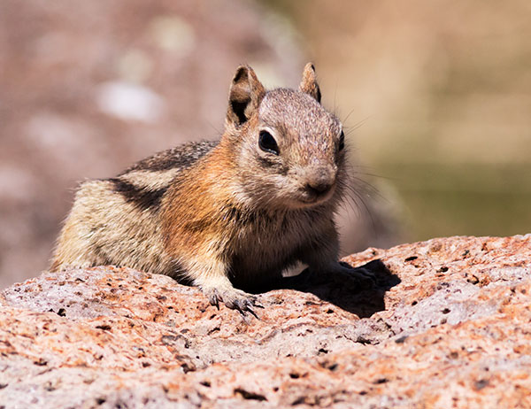 Golden-mantled Ground Squirrel Spermophilus lateralis 