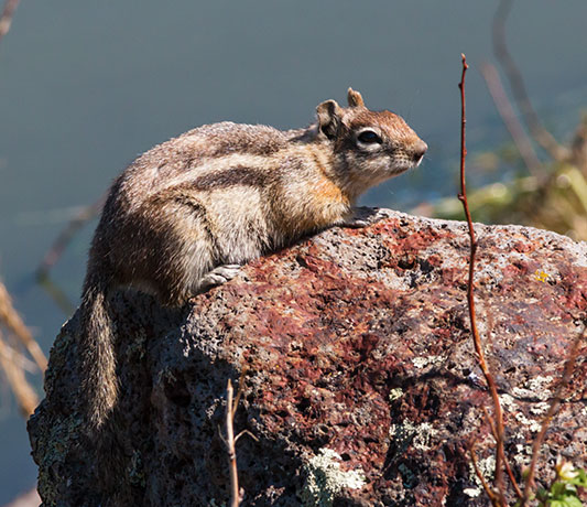 Golden-mantled Ground Squirrel Spermophilus lateralis 