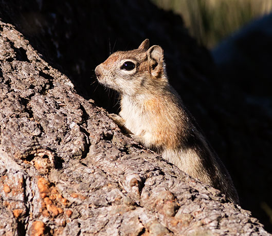 Golden-mantled Ground Squirrel Spermophilus lateralis 