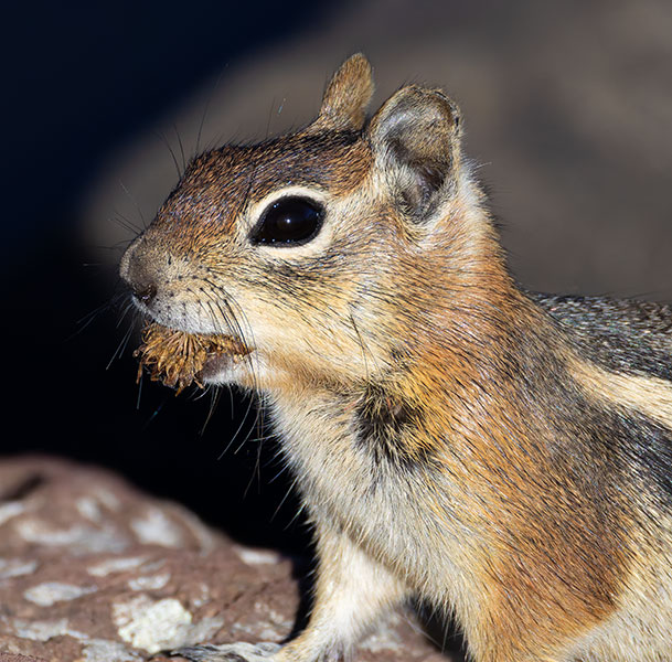 Golden-mantled Ground Squirrel Spermophilus lateralis 