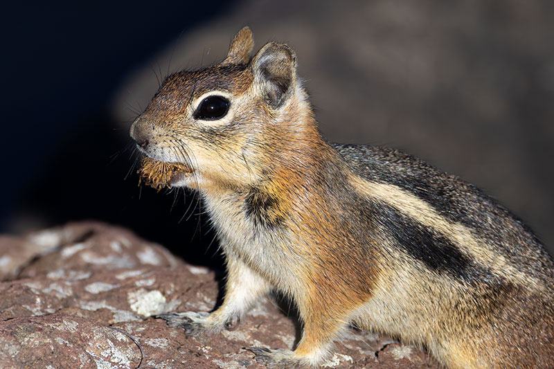 Golden-mantled Ground Squirrel Spermophilus lateralis 