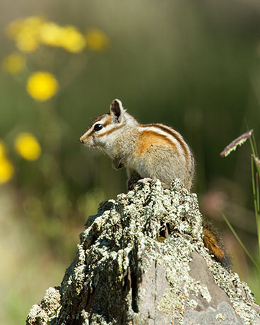 Gray-collared Chipmunk Tamias cinereicollis