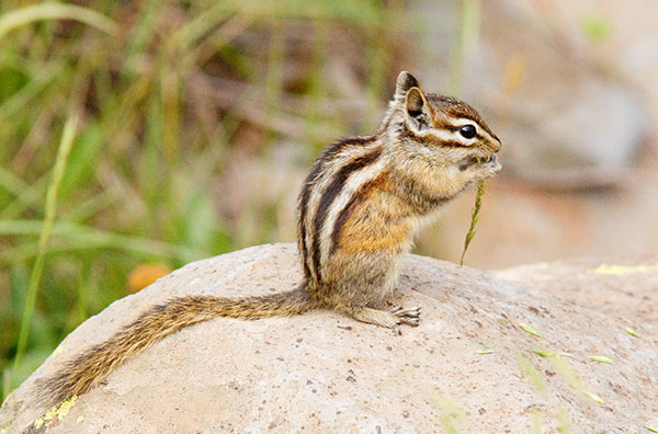 Gray-collared Chipmunk Tamias cinereicollis