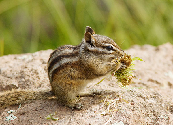 Gray-collared Chipmunk Tamias cinereicollis