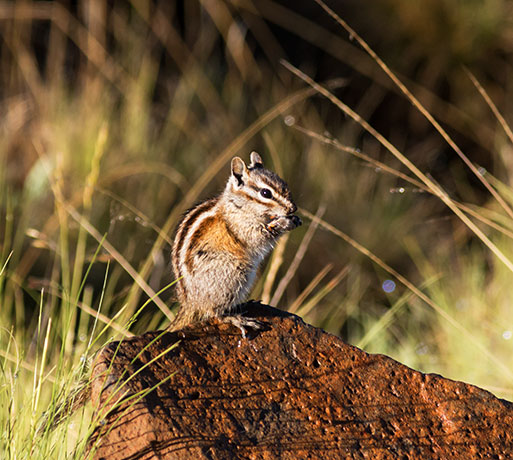 Gray-collared Chipmunk Tamias cinereicollis