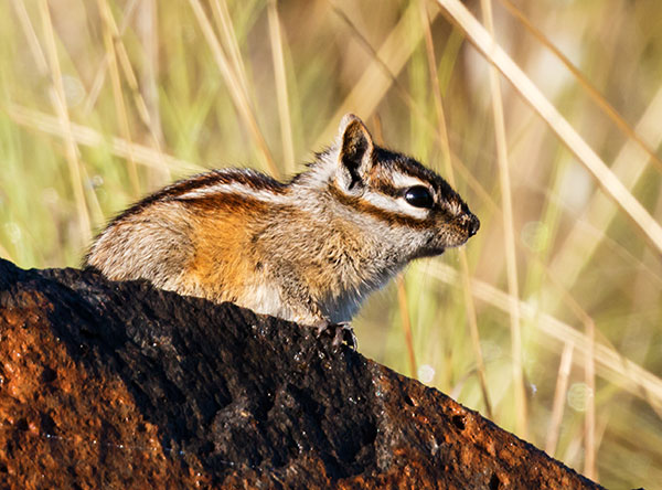Gray-collared Chipmunk Tamias cinereicollis