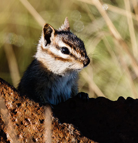 Gray-collared Chipmunk Tamias cinereicollis