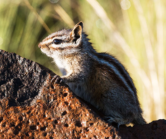 Gray-collared Chipmunk Tamias cinereicollis