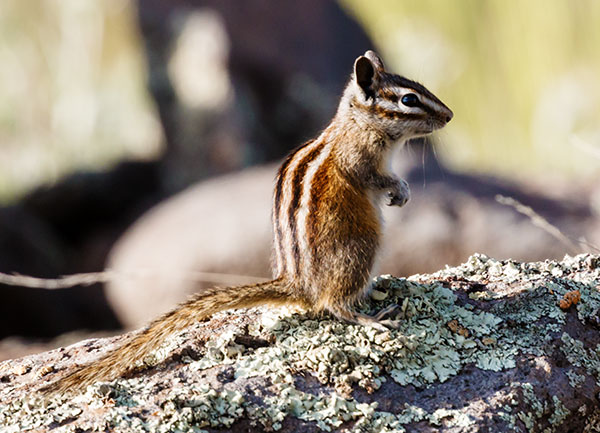 Gray-collared Chipmunk Tamias cinereicollis