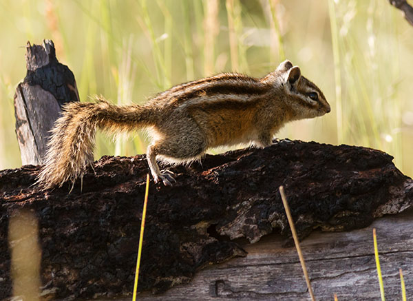 Gray-collared Chipmunk Tamias cinereicollis