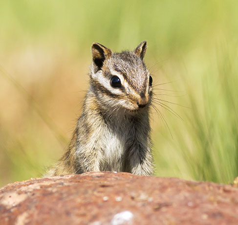 Gray-collared Chipmunk Tamias cinereicollis