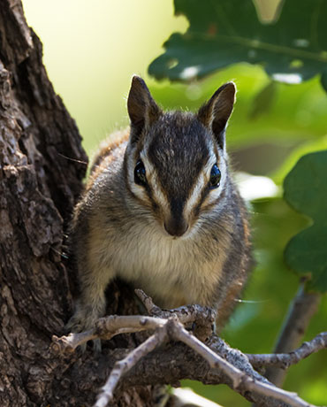 Gray-collared Chipmunk Tamias cinereicollis