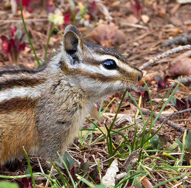 Gray-collared Chipmunk Tamias cinereicollis