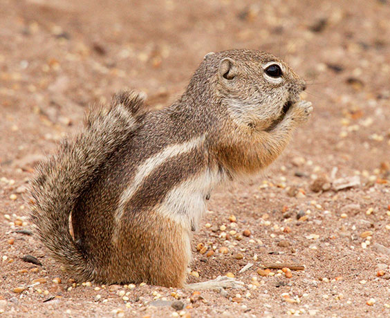 Harris' Antelope Ground Squirrel Ammospermophilus harrisii