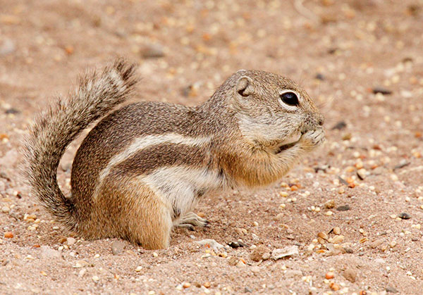 Harris' Antelope Ground Squirrel Ammospermophilus harrisii