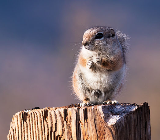 Harris' Antelope Ground Squirrel Ammospermophilus harrisii