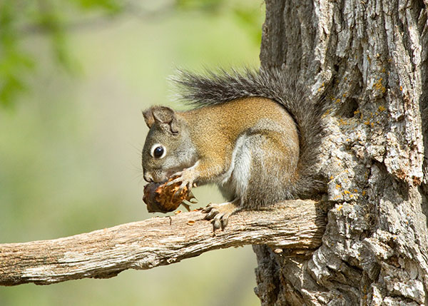 Red Squirrels Arizona chickaree squirrel Tamiasciurus hudsonicus mogollonensis