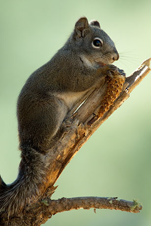 Red Squirrels Arizona chickaree squirrel Tamiasciurus hudsonicus mogollonensis