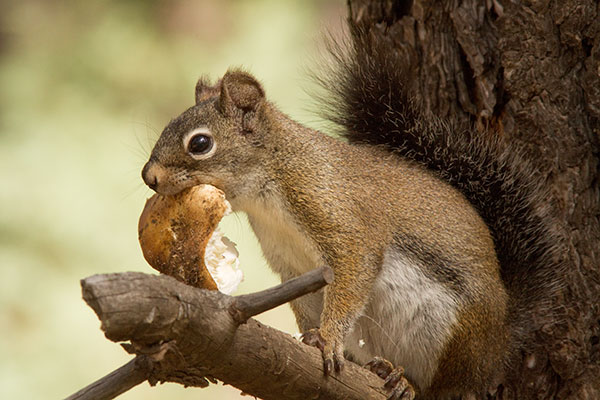 Red Squirrels Arizona chickaree squirrel Tamiasciurus hudsonicus mogollonensis