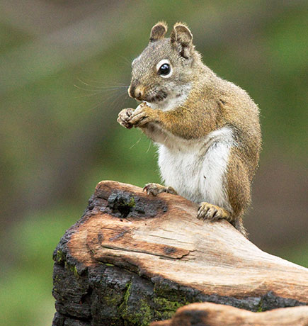 Red Squirrels Arizona chickaree squirrel Tamiasciurus hudsonicus mogollonensis