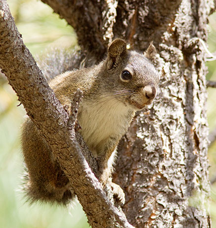 Red Squirrels Arizona chickaree squirrel Tamiasciurus hudsonicus mogollonensis