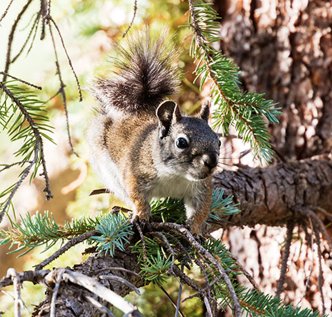 Red Squirrels Arizona chickaree squirrel Tamiasciurus hudsonicus mogollonensis
