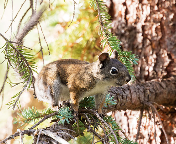 Red Squirrels Arizona chickaree squirrel Tamiasciurus hudsonicus mogollonensis