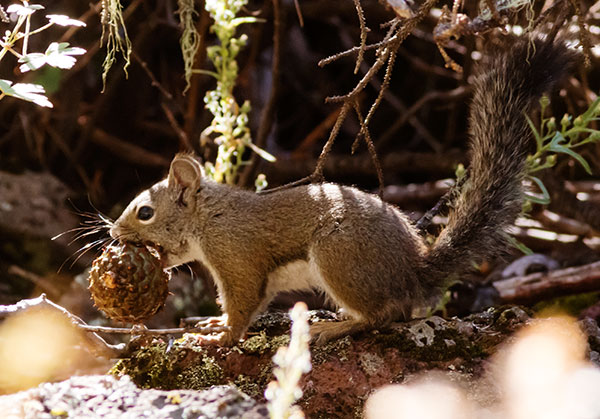 Red Squirrels Arizona chickaree squirrel Tamiasciurus hudsonicus mogollonensis