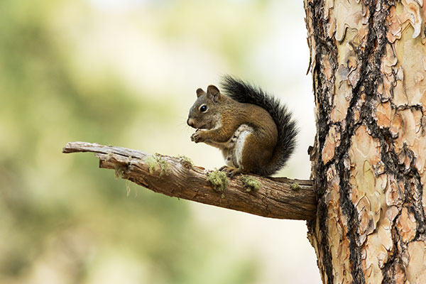 Red Squirrels Arizona chickaree squirrel Tamiasciurus hudsonicus mogollonensis